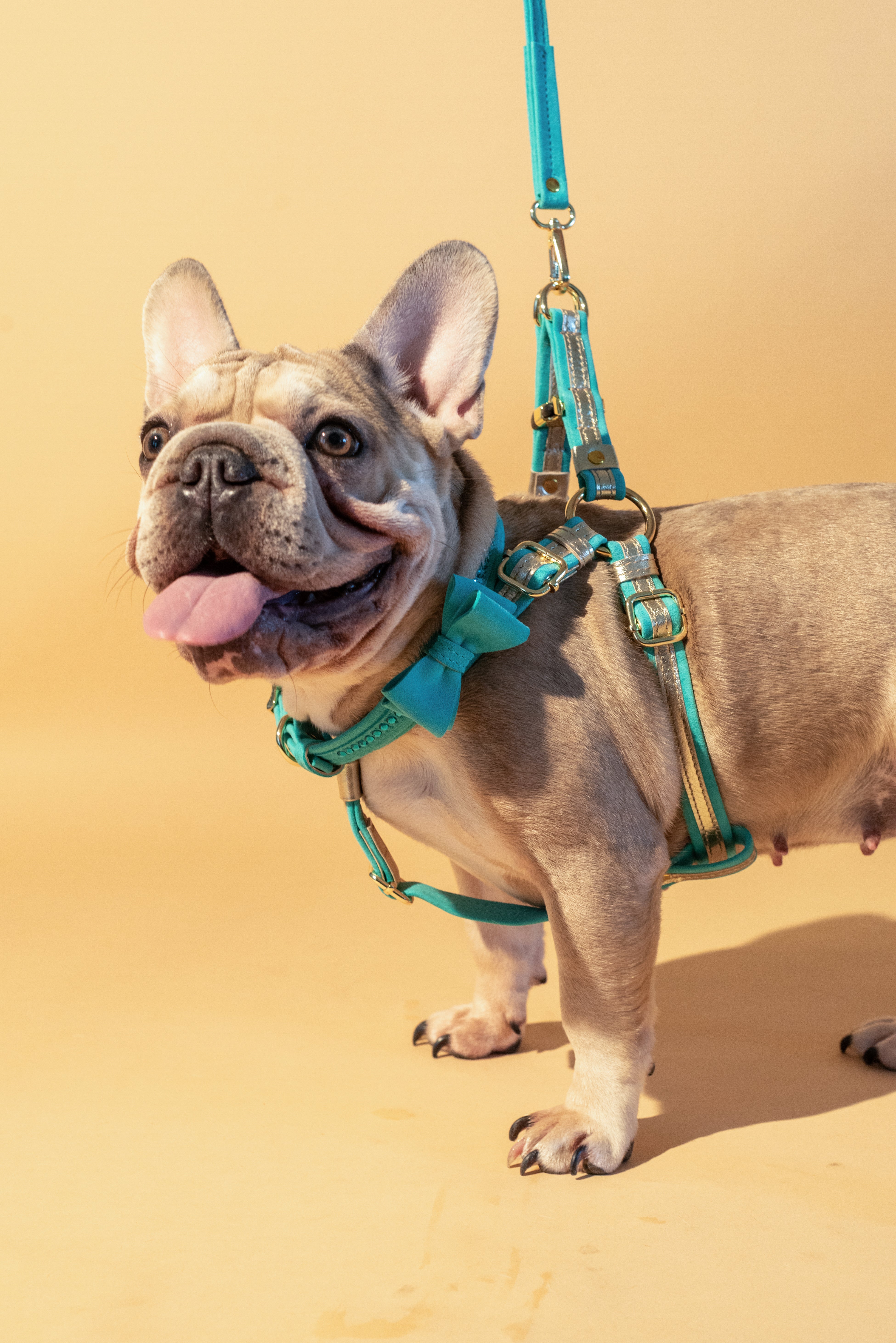 Dog Set Collar + Leash Blue ITALIAN Suede Dog Collar with Austrian crystals “Preciosa” and a bow