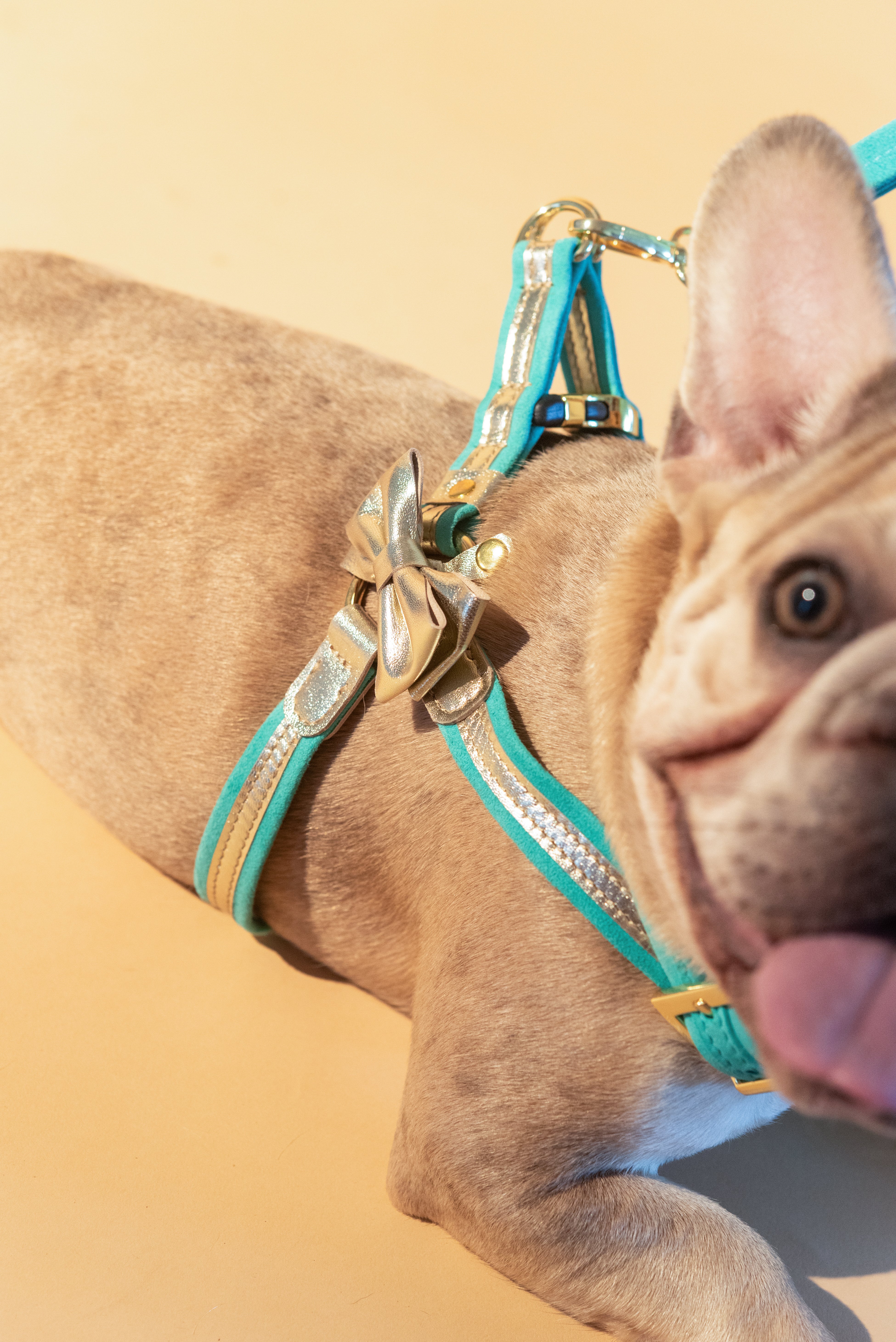 Harness Italian gold leather + Italian turquoise suede