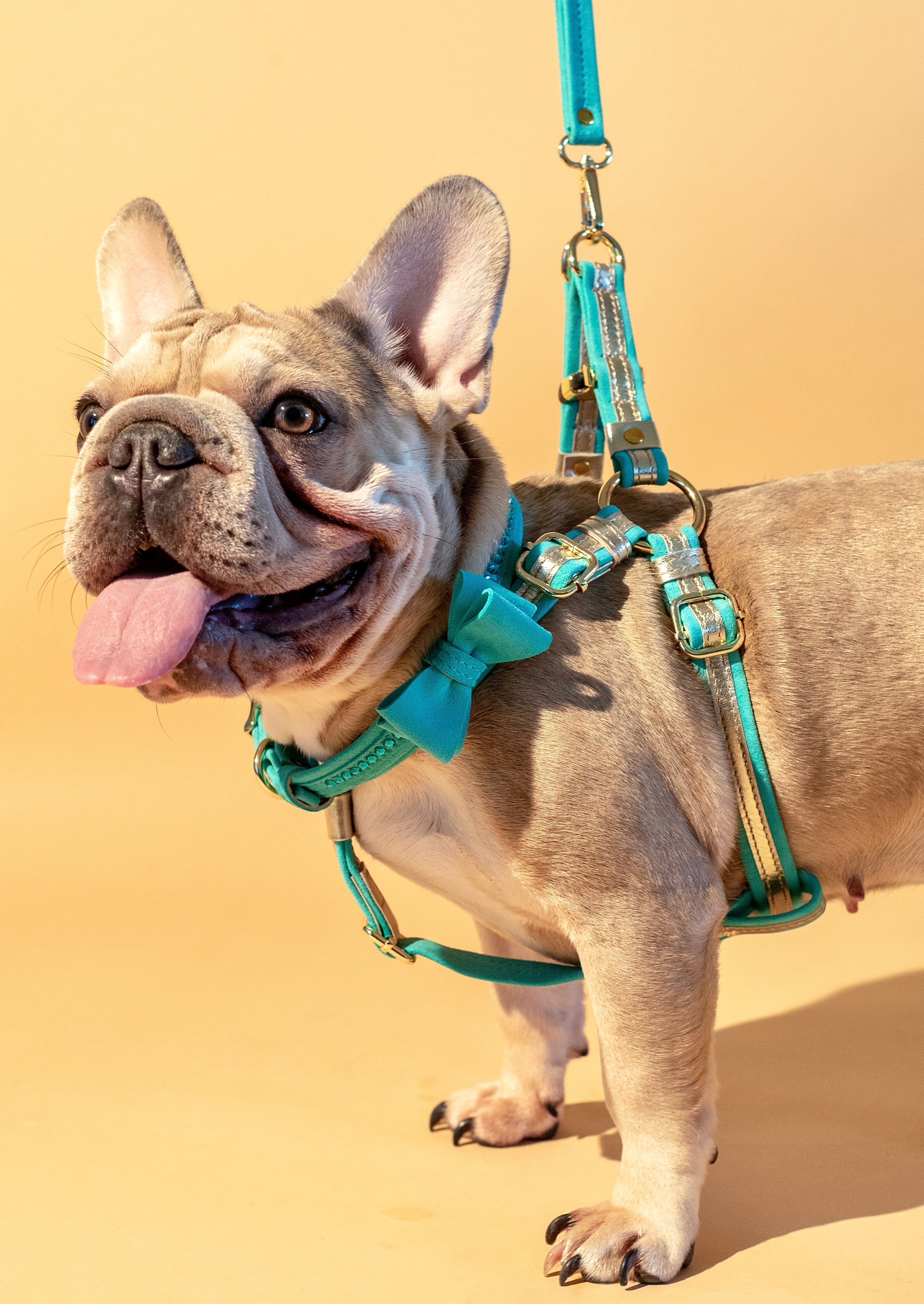 Harness Italian gold leather + Italian turquoise suede