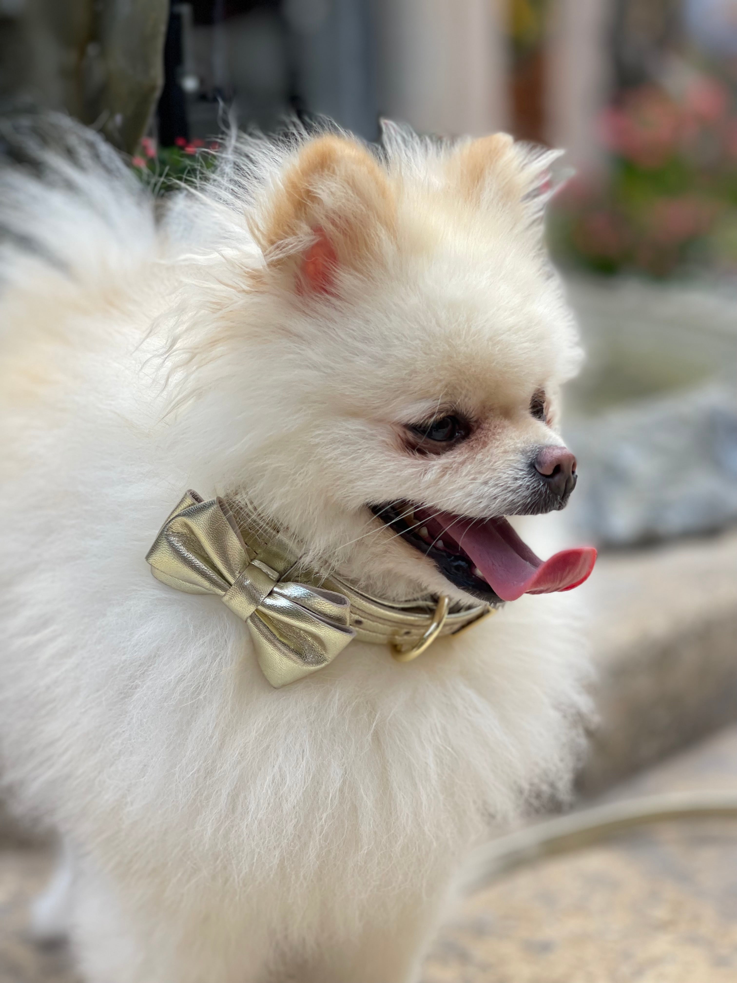 Dog Set Collar + Fabric Leash Dog Collar with a Bow ITALIAN Gold Leather HANDCRAFTED with crystals rivets Gold finish Hardware