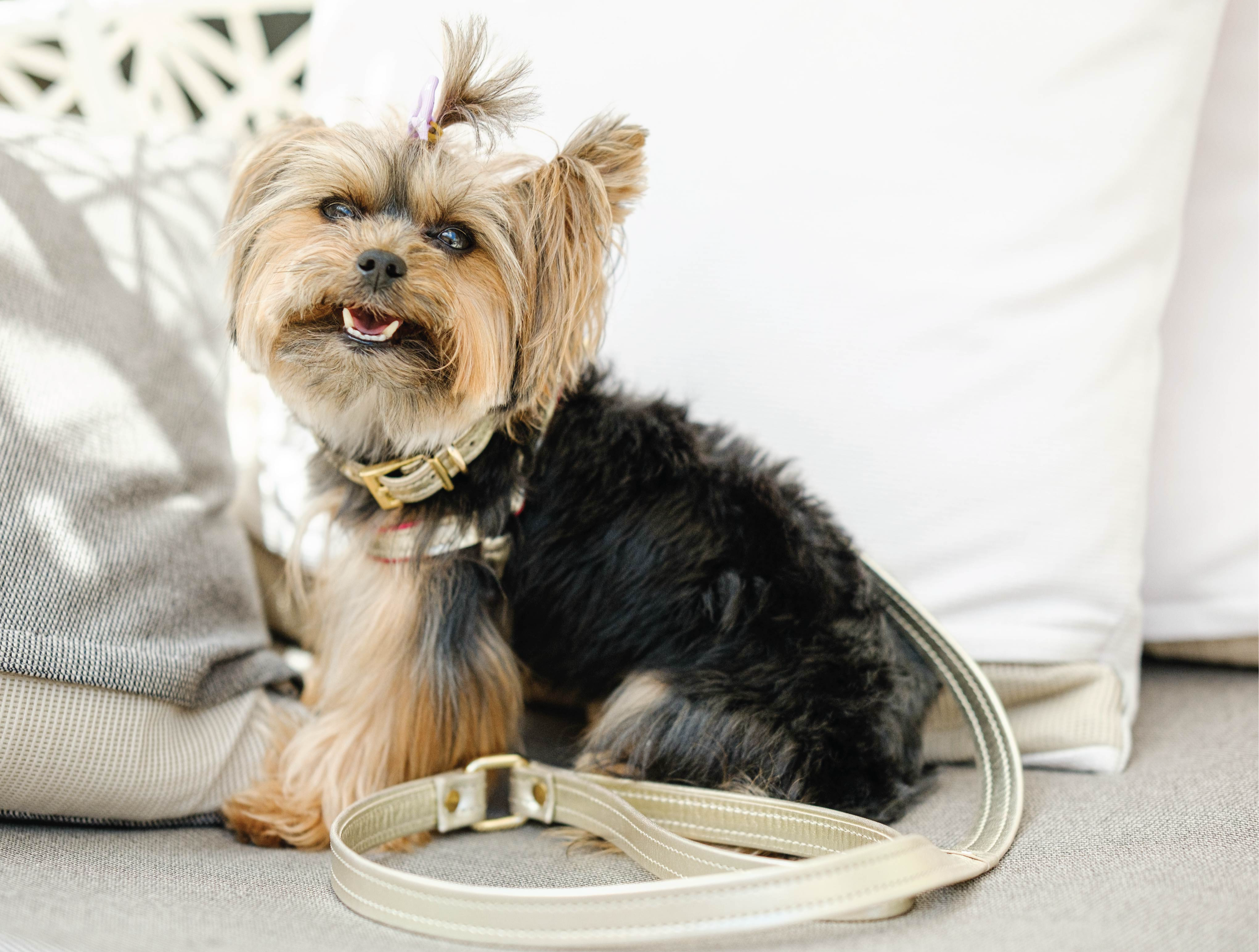 Dog Set Collar + Leather Leash ITALIAN Genuine LEATHER DOG COLLAR Gold Finish Hardware