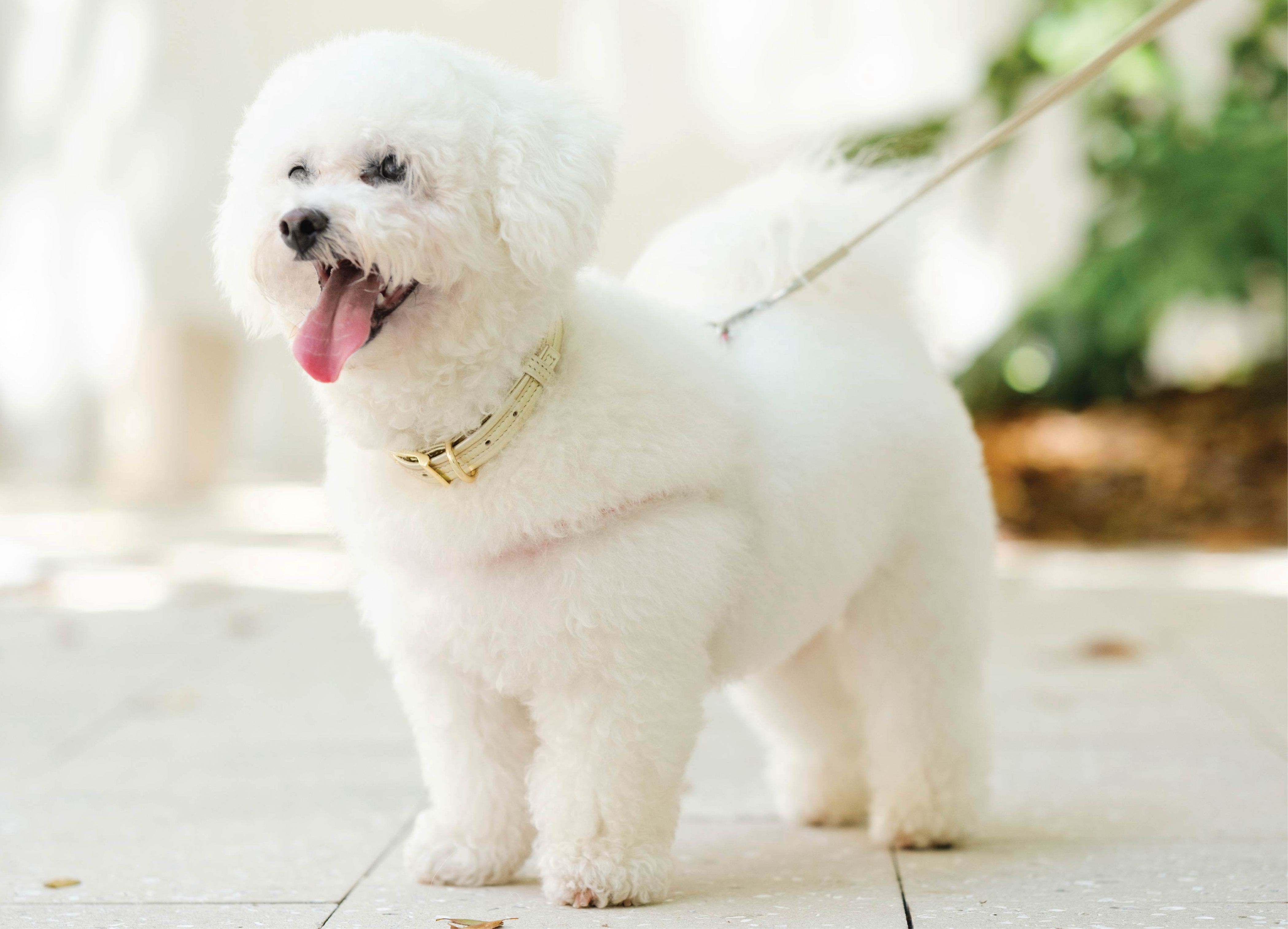 Dog Set Collar + Leather Leash ITALIAN Genuine LEATHER DOG COLLAR Gold Finish Hardware