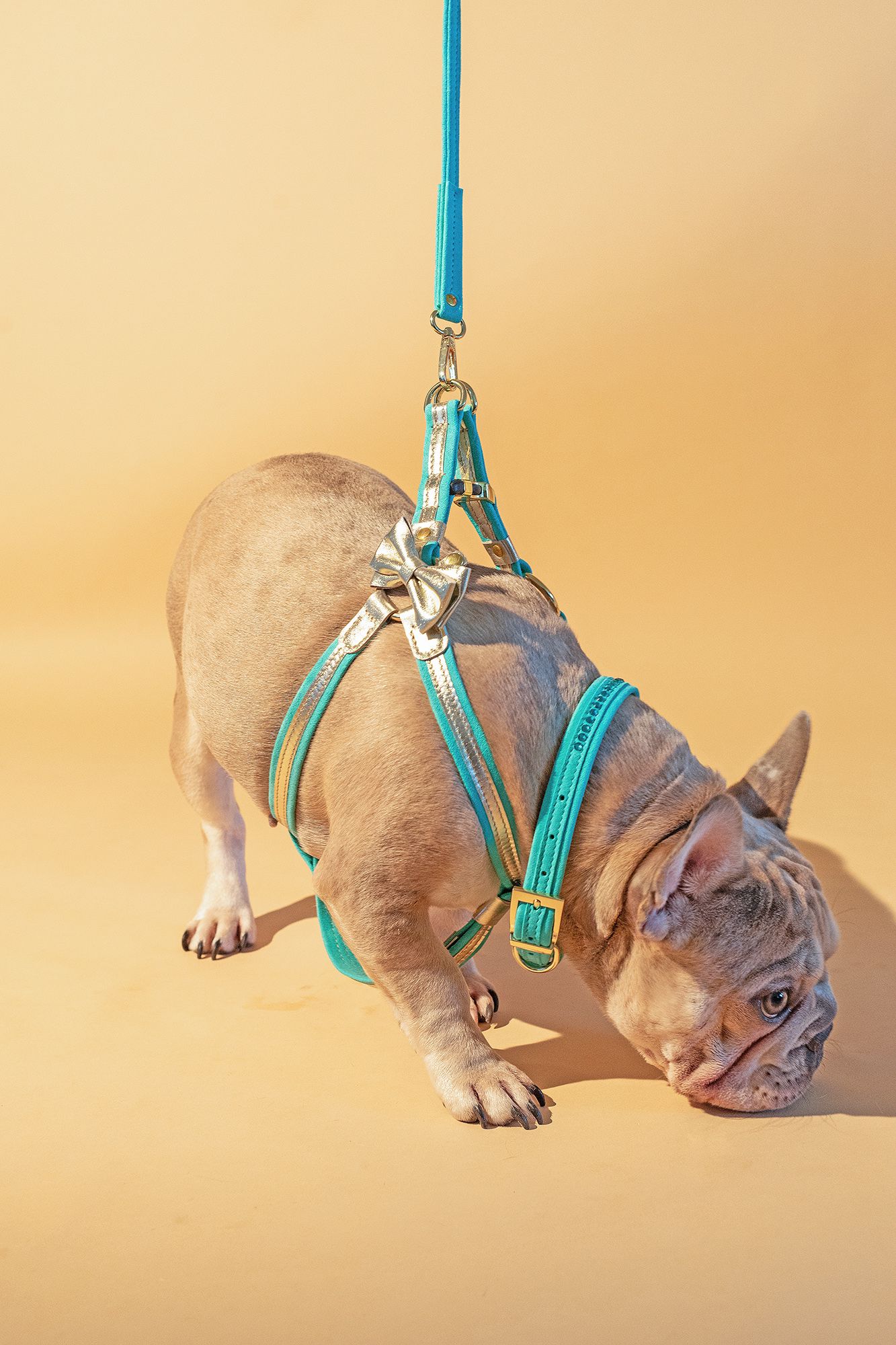 Harness Italian gold leather + Italian turquoise suede