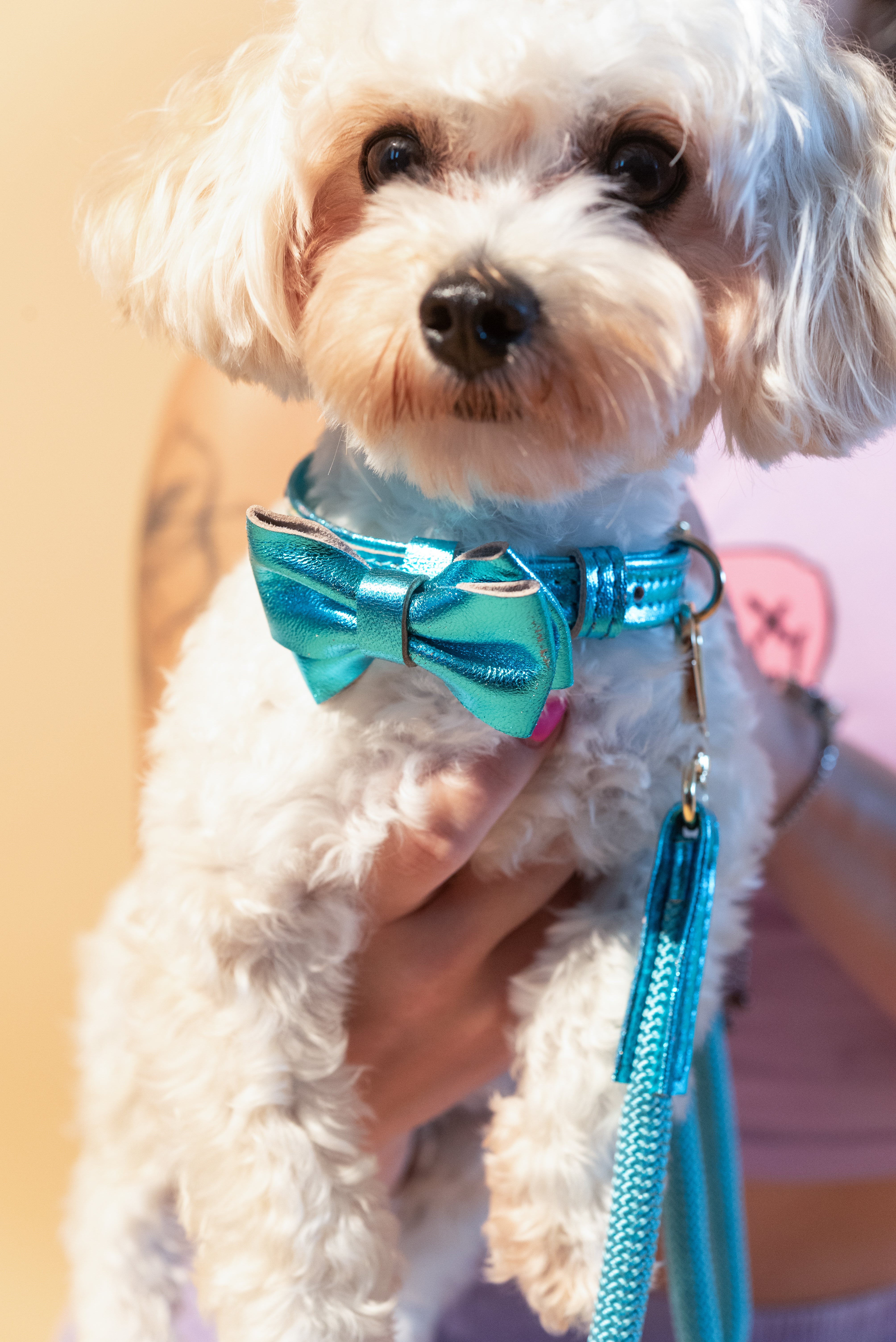 Dog Collar with a Bow ITALIAN Blue Leather HANDCRAFTED Gold finish Hardware