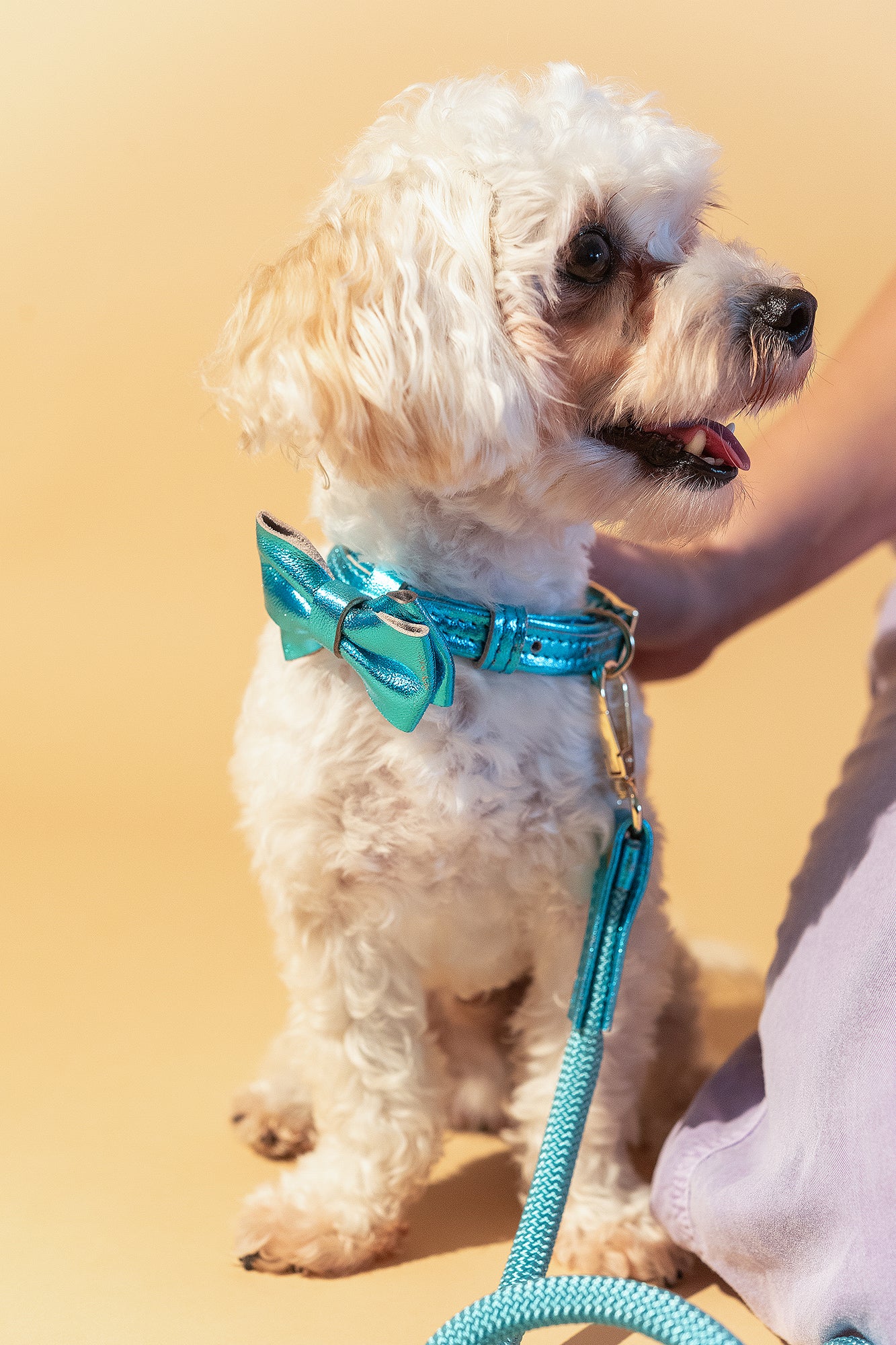 Dog Collar with a Bow ITALIAN Blue Leather HANDCRAFTED Gold finish Hardware