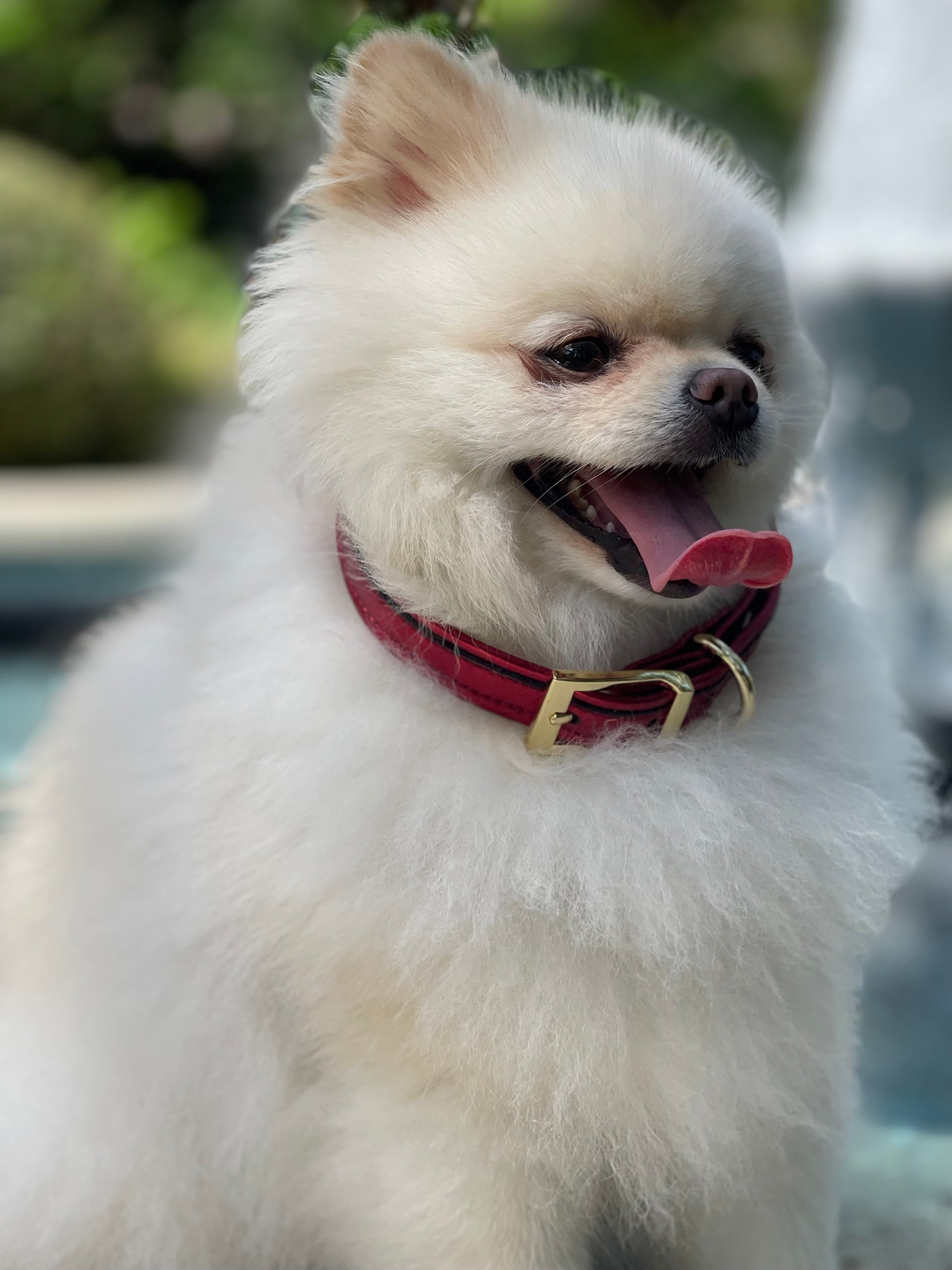 Dog Set  Collar + Leash Red ITALIAN Leather Dog Collar Handcrafted Gold Hardware