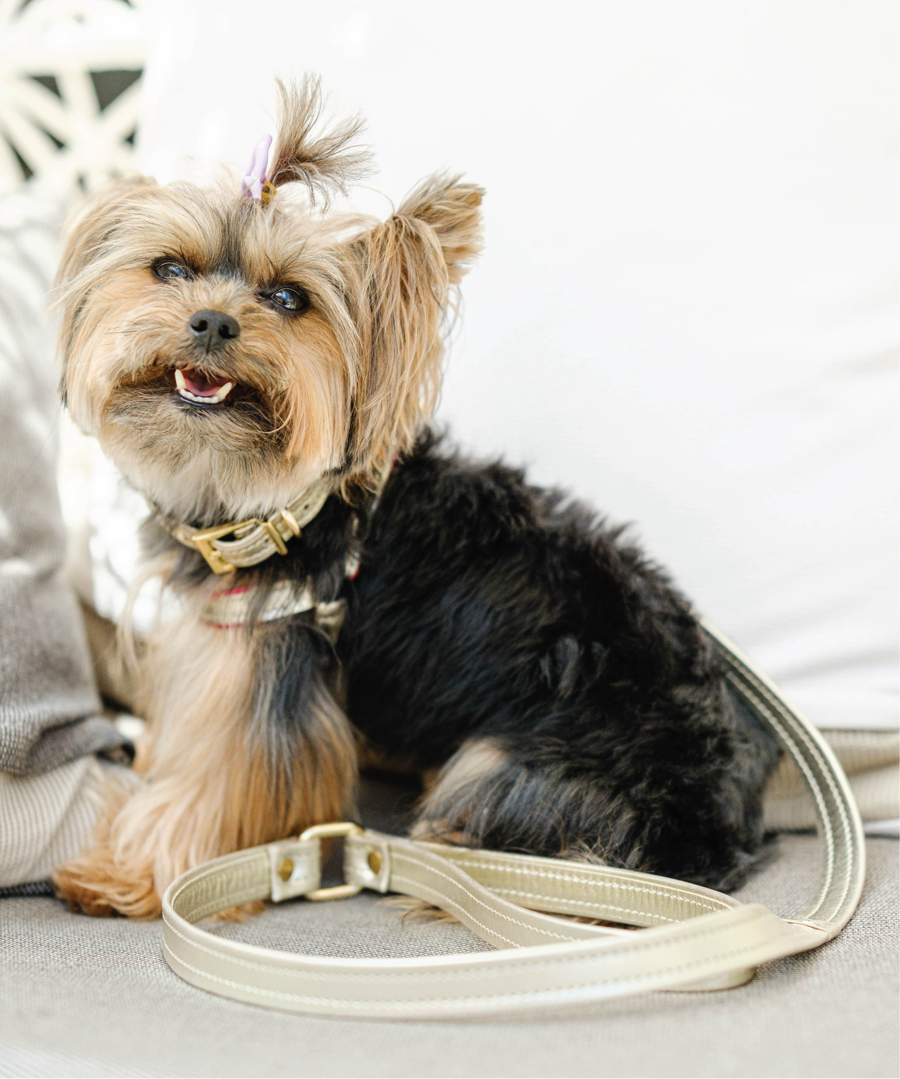 ITALIAN Genuine Gold LEATHER LEASH For Dogs Handcrafted with a Bow Gold Hardware