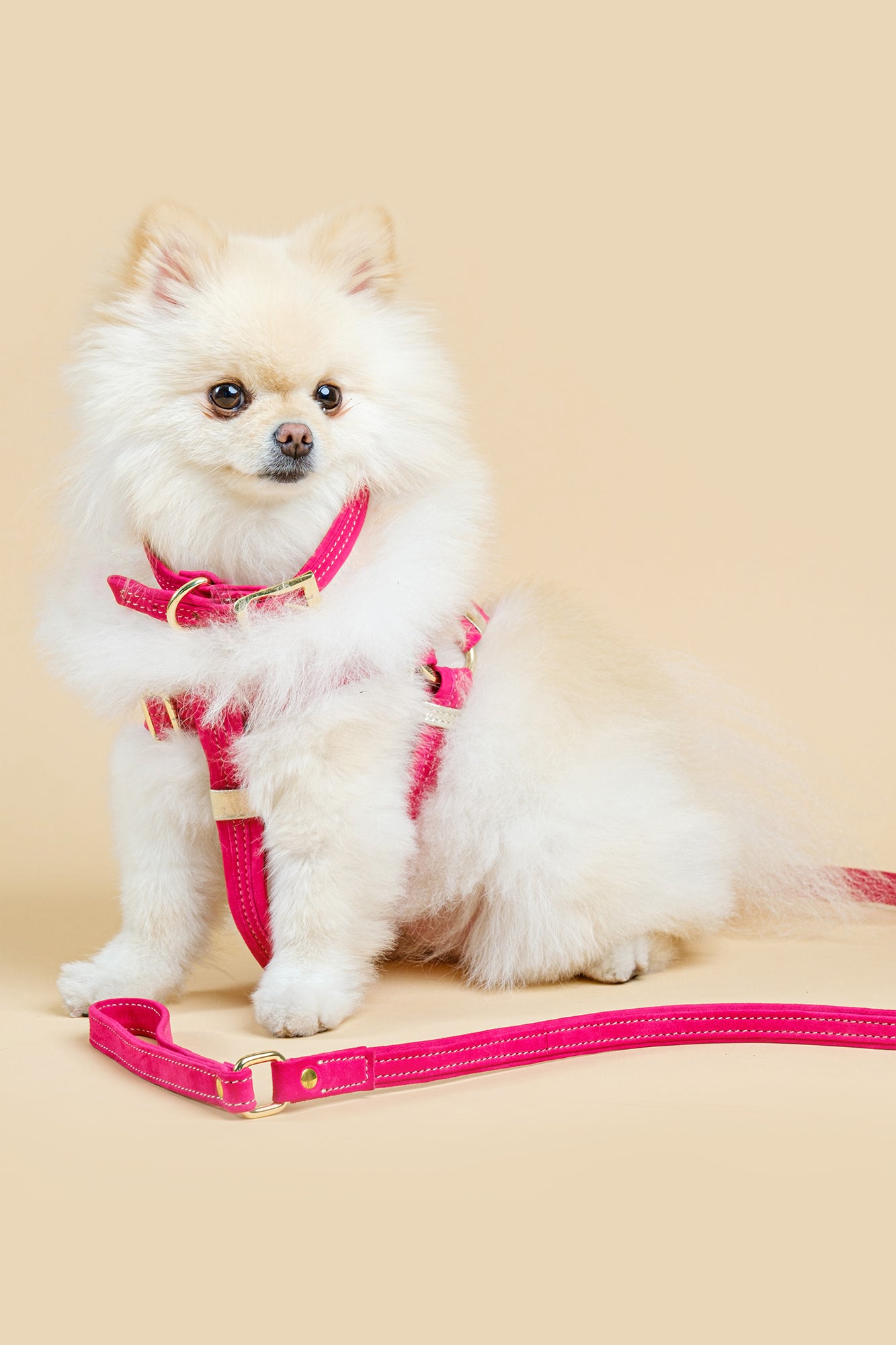 Dog Set Collar + Leash Pink ITALIAN Suede DOG COLLAR with Austrian crystals “Preciosa” with gold Finish Hardware