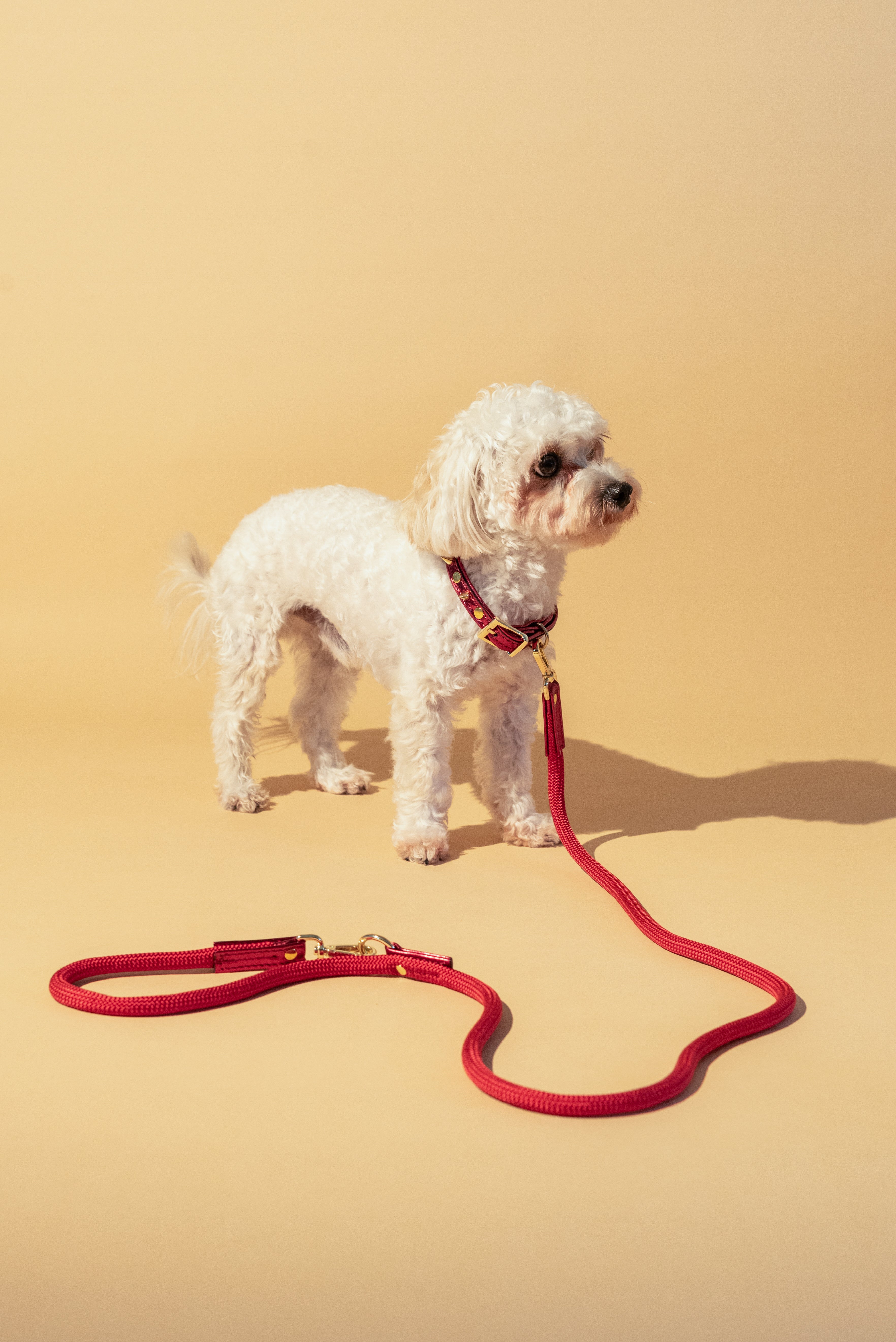 Red Rope LEASH For Dogs with Red ITALIAN Genuine Leather Handcrafted Gold Hardware