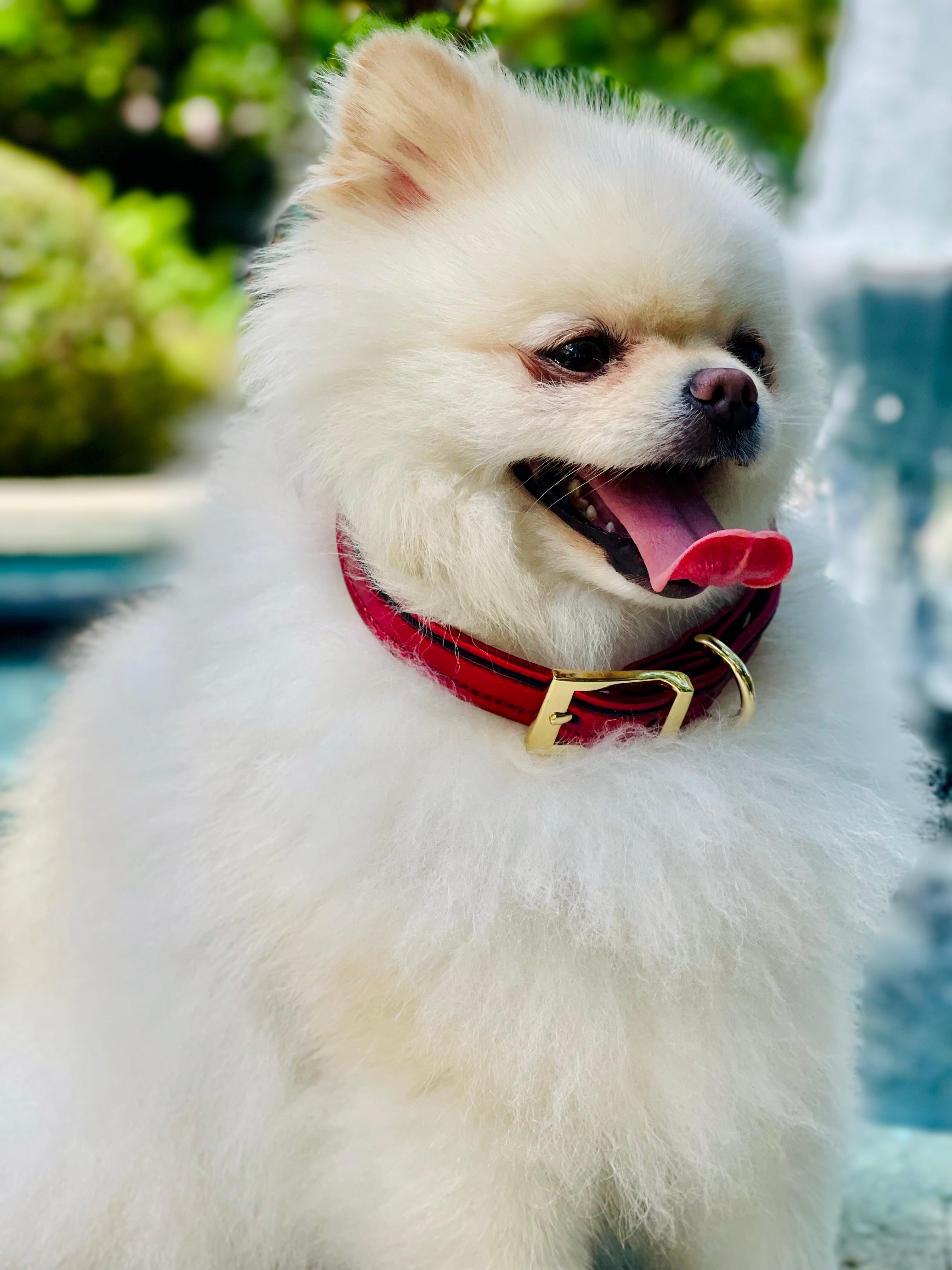 Red ITALIAN Leather Dog Collar Handcrafted Gold Hardware