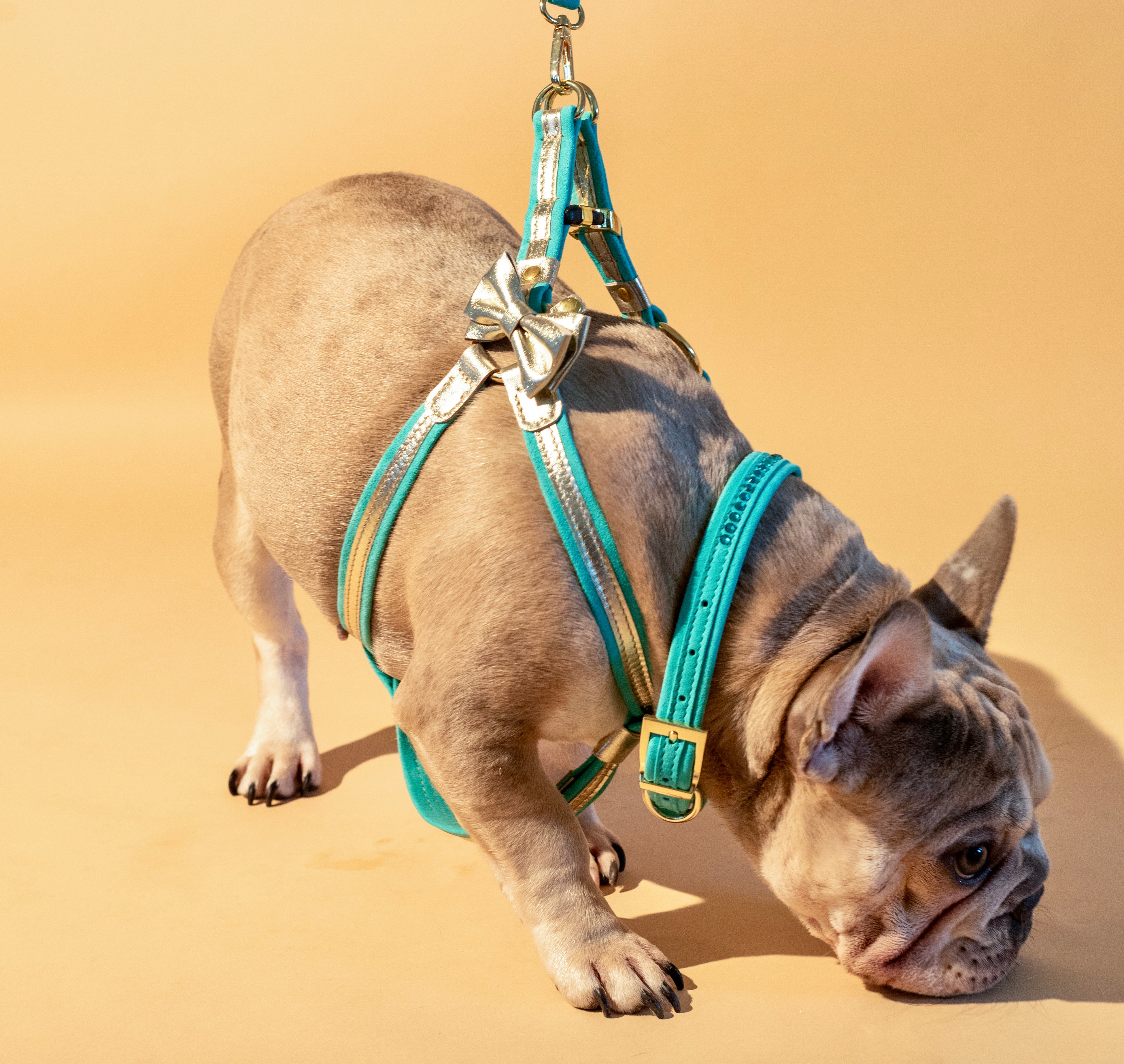 Harness gold leather + blue suede