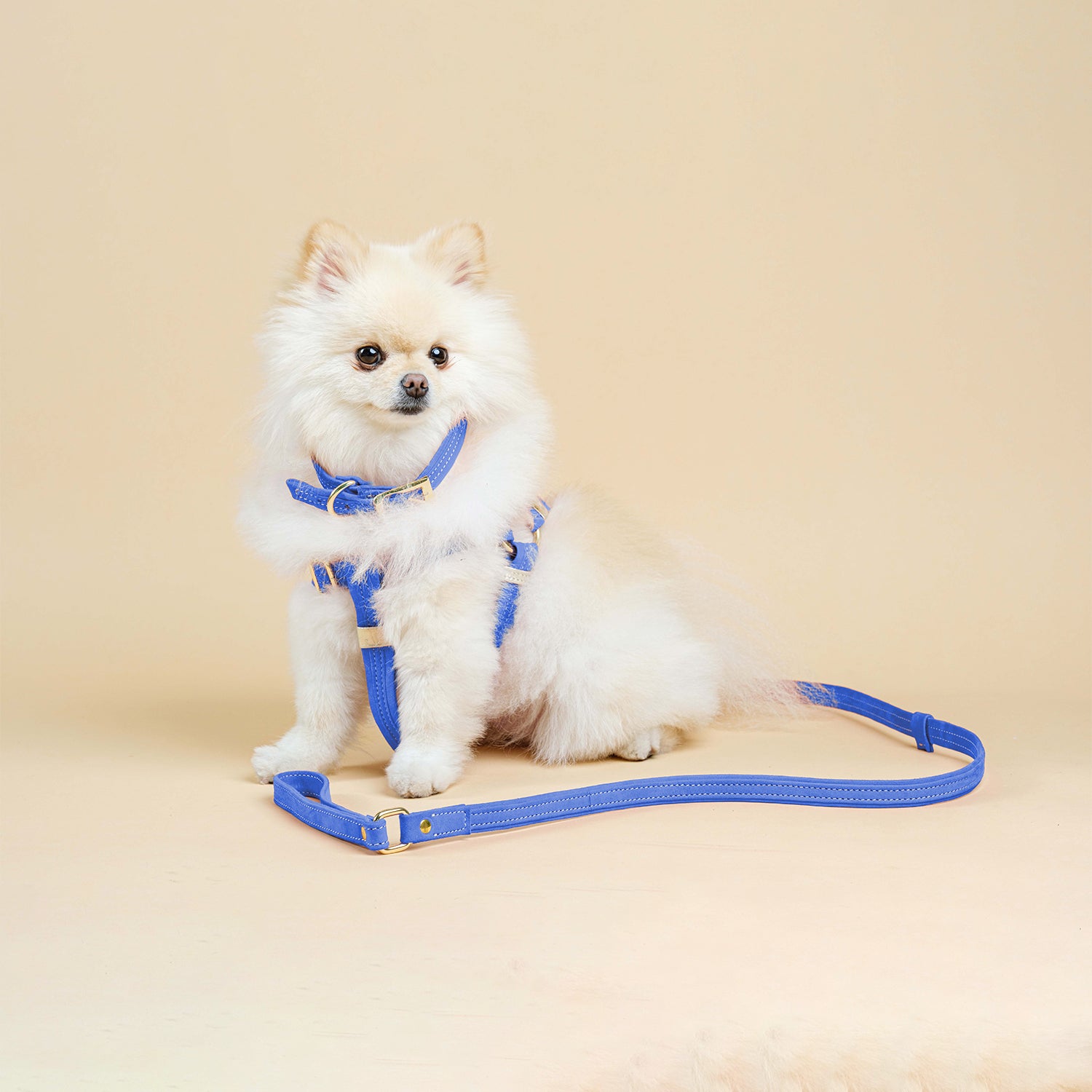 Leash Blue Suede