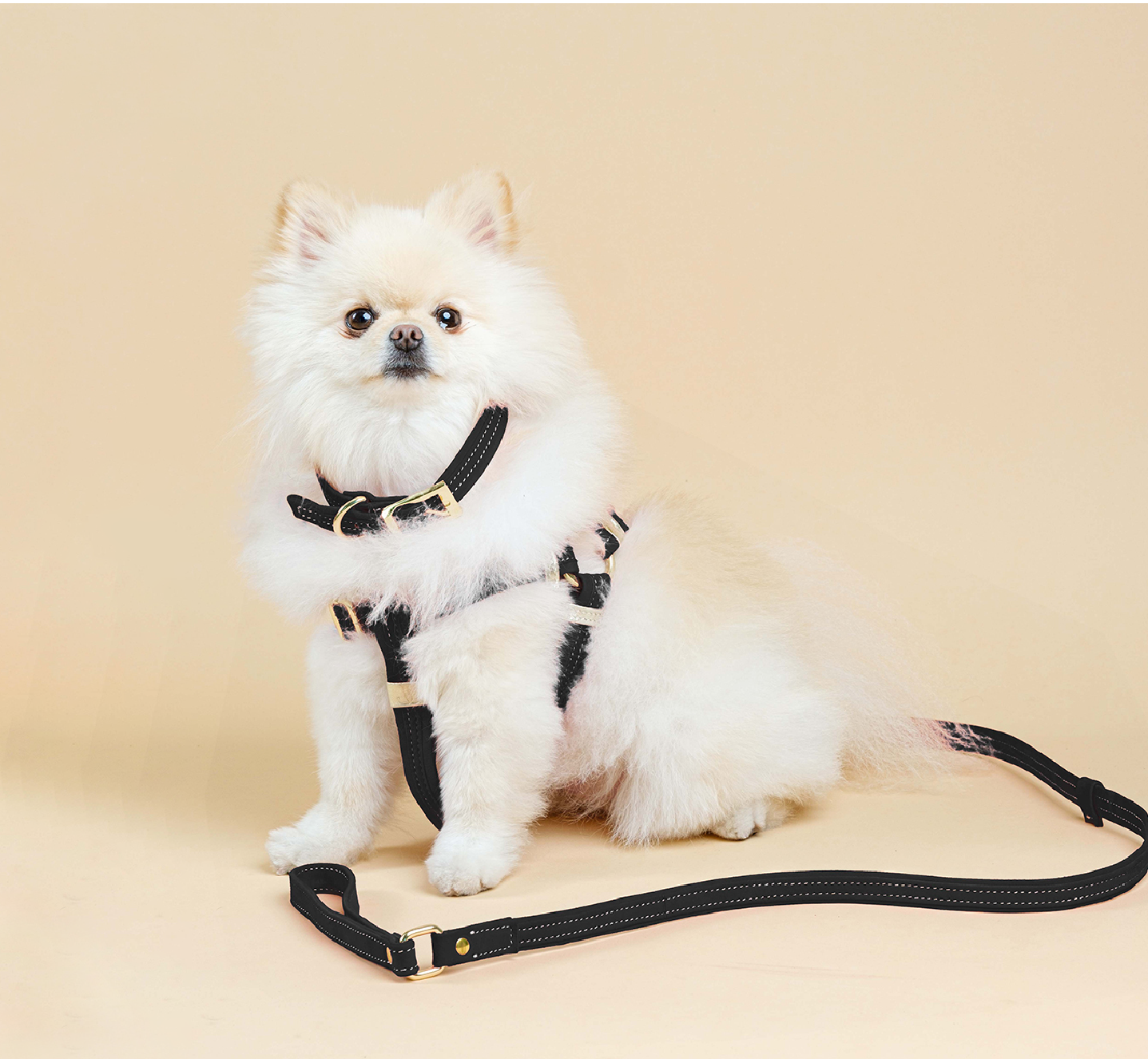 Black Suede Harness