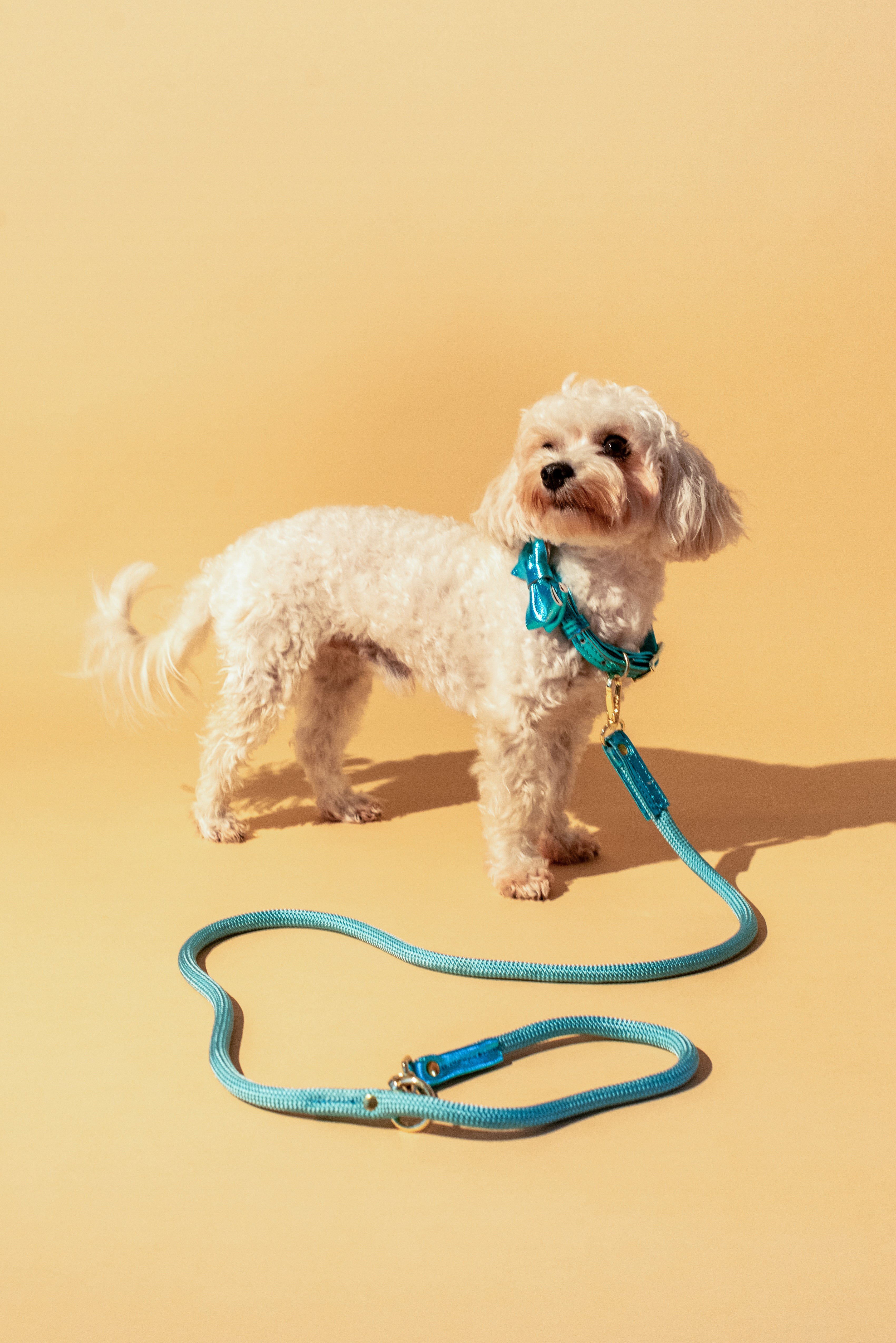 Dog Collar with a Bow ITALIAN Blue Leather HANDCRAFTED Gold finish Hardware