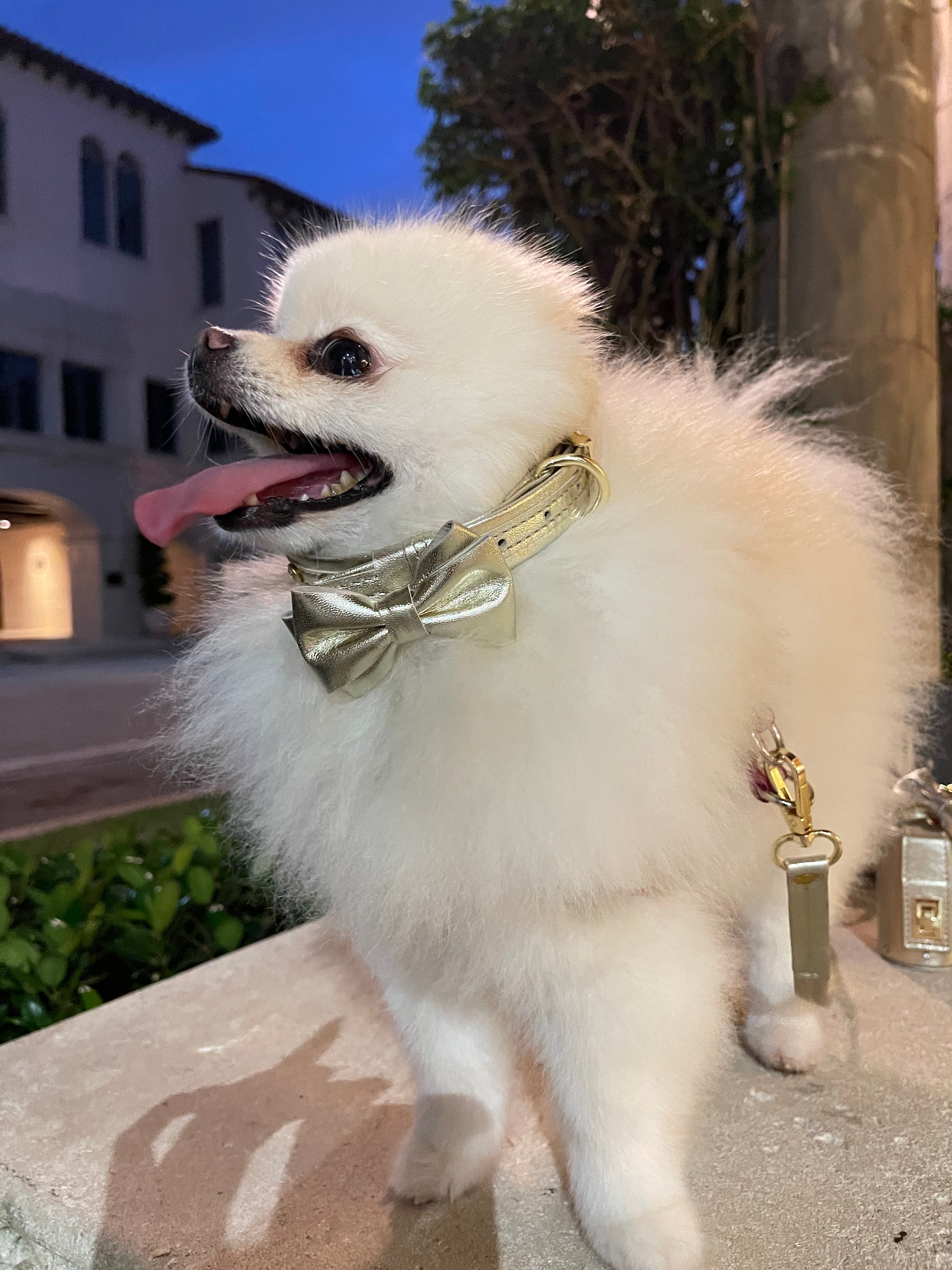 Dog Collar with a Bow ITALIAN Gold Leather HANDCRAFTED with Austrian crystals “ Preciosa” rivets Gold finish Hardware