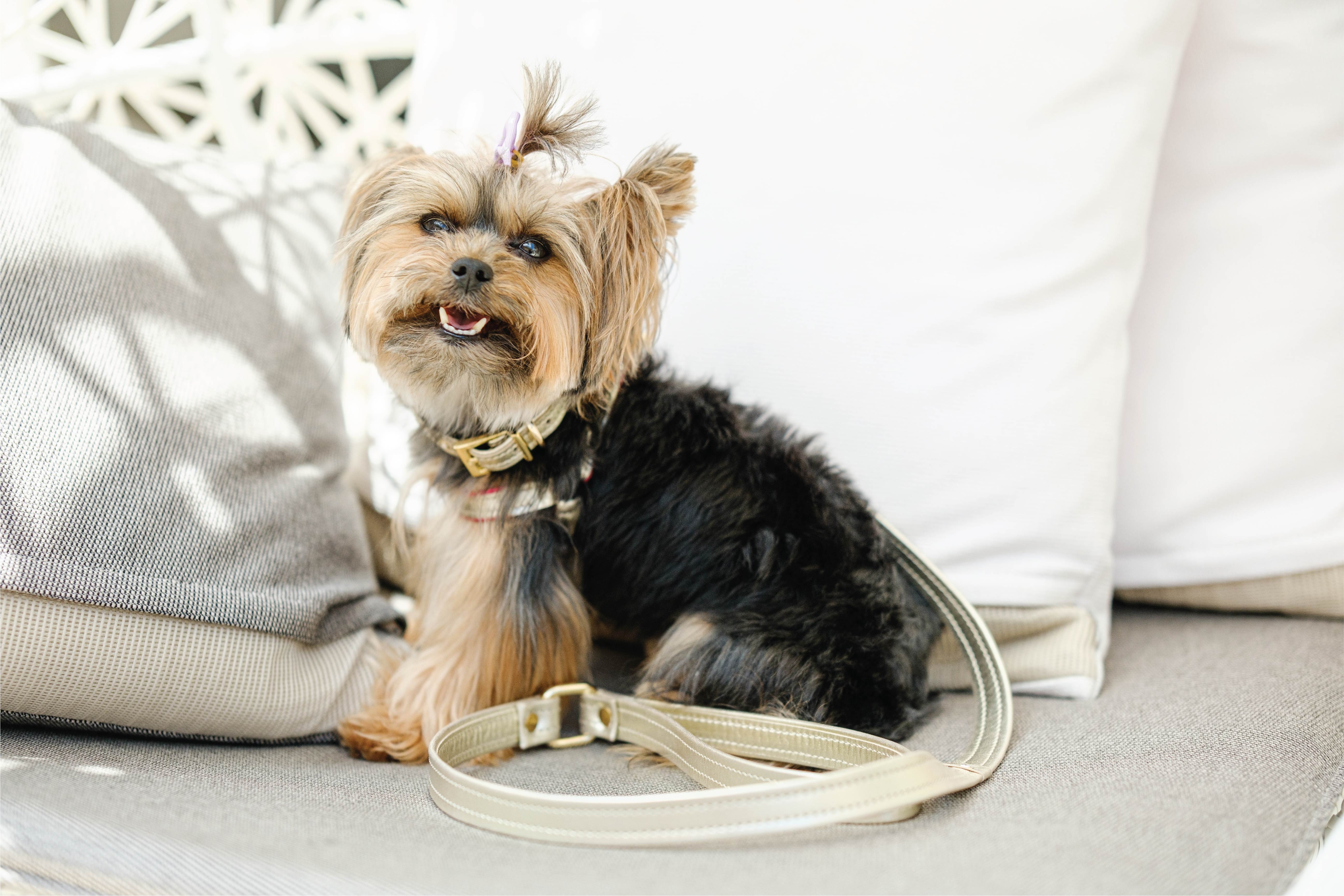 ITALIAN Genuine Gold LEATHER LEASH For Dogs Handcrafted with a Bow Gold Hardware