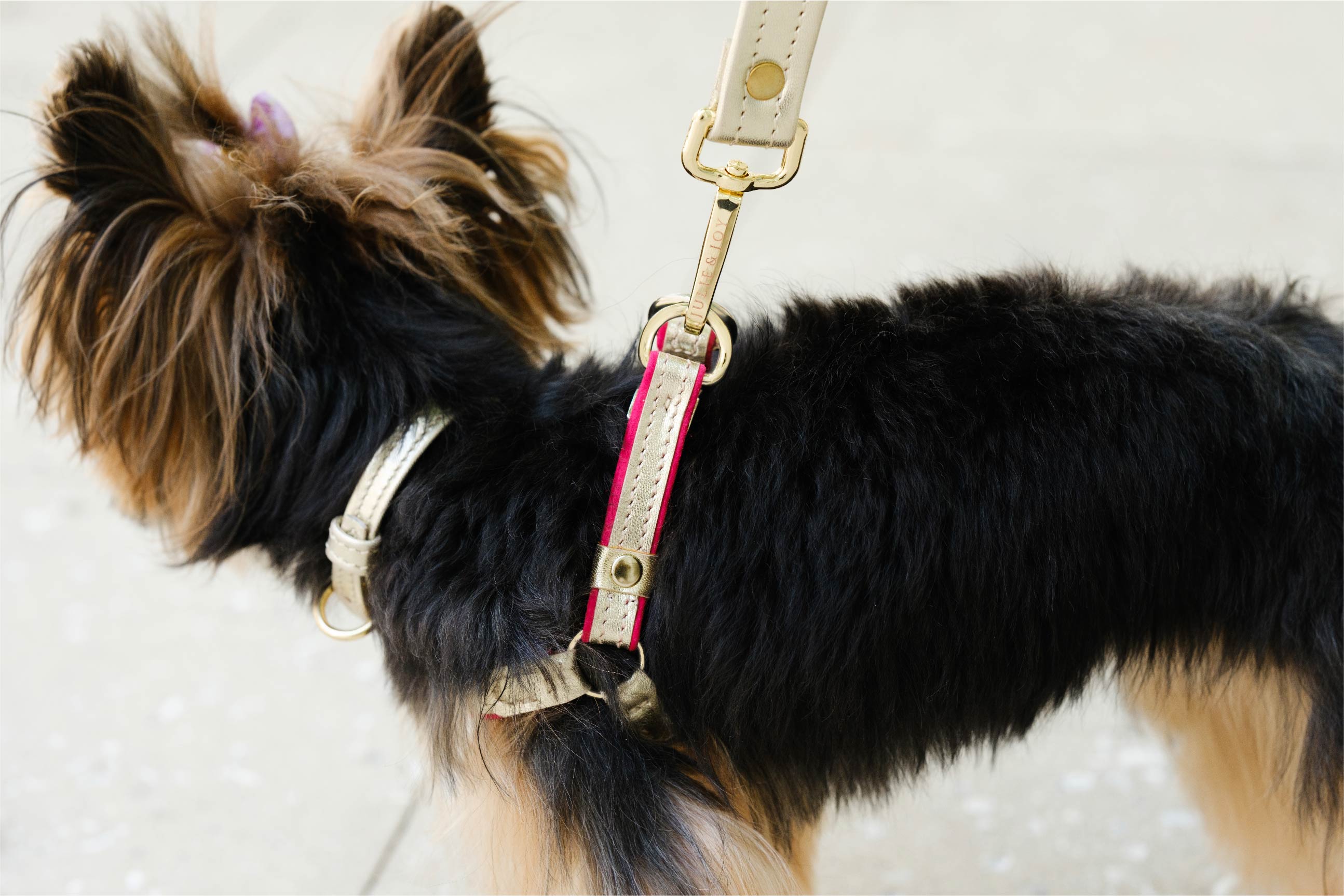 Fuchsia Suede and GOLD LEATHER HARNESS For Dogs