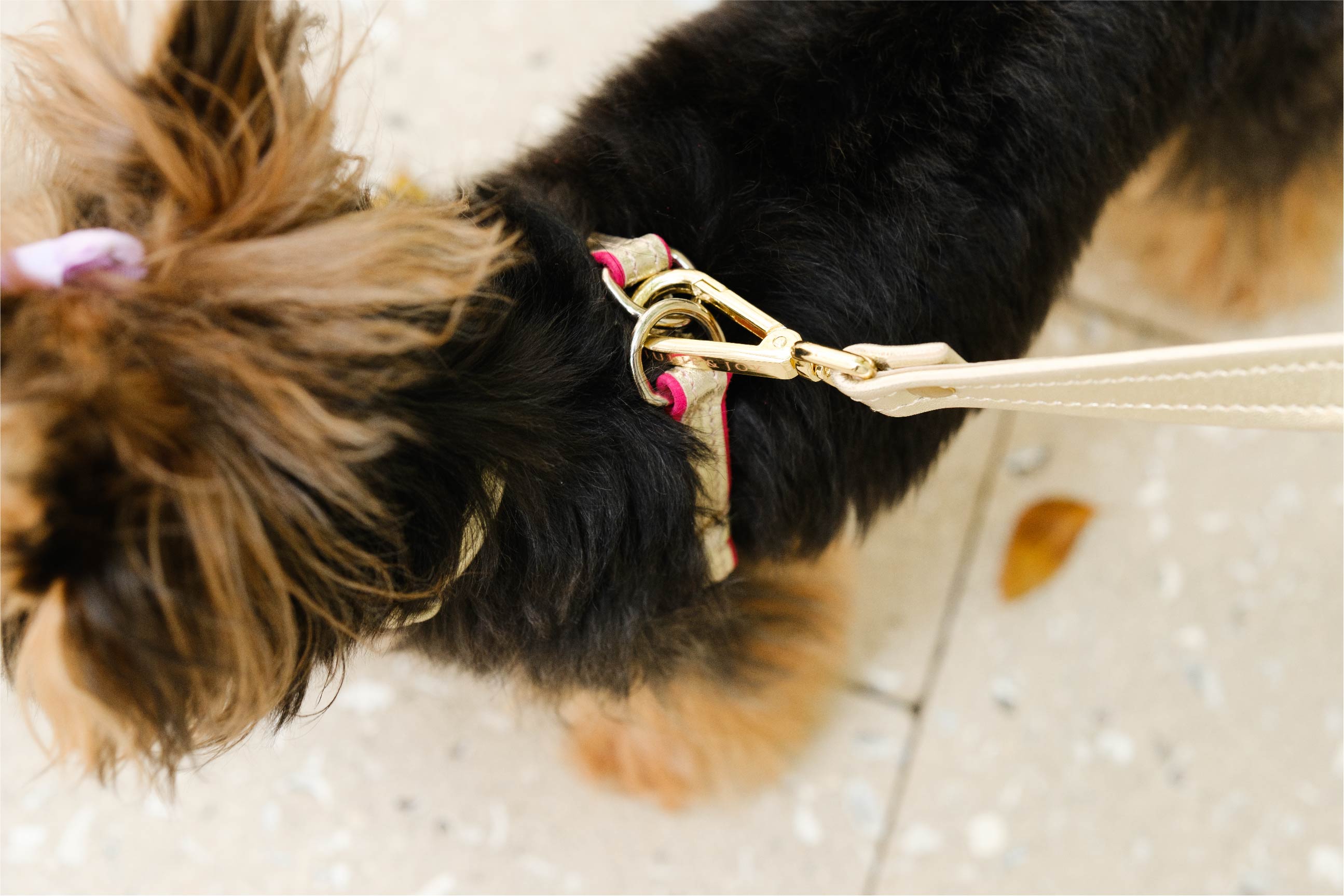 Fuchsia Suede and GOLD LEATHER HARNESS For Dogs