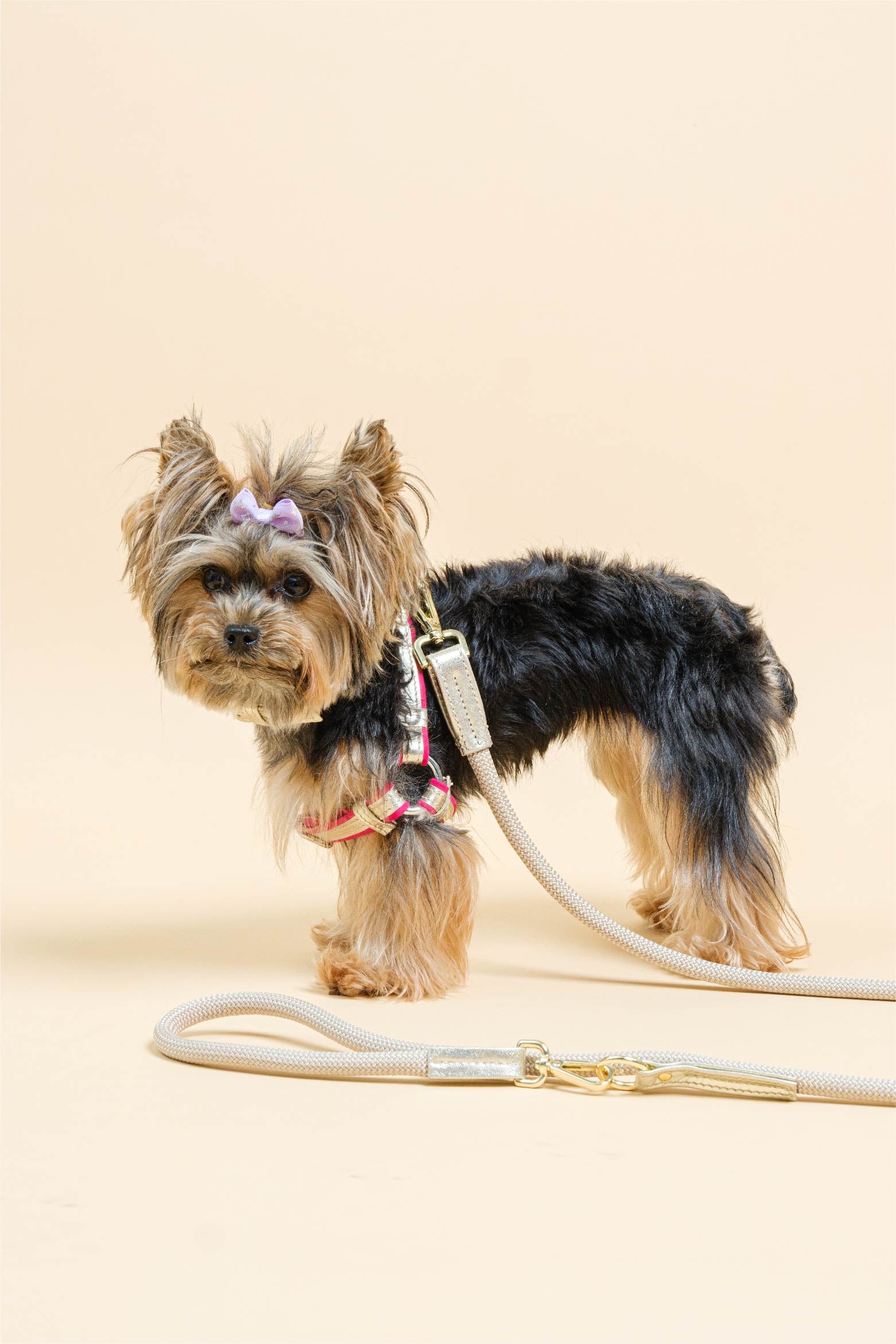 Fuchsia Suede and GOLD LEATHER HARNESS For Dogs